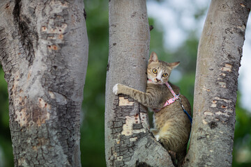 Exciting first time in garden, Adorable thai stripe cat is climbing on tree