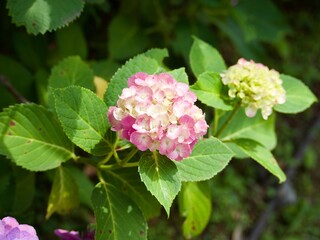 Fototapeta premium アジサイ