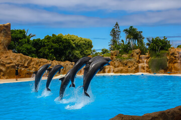 Delfine  von Teneriffa