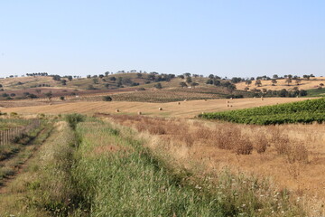 landscape with lavender fields