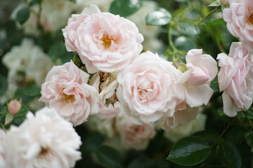 Close up of bunch of pale pink colored roses in garden. A rose is a woody perennial flowering plant of the genus Rosa, in the family Rosaceae.       