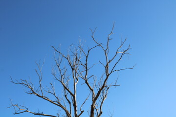 dead tree in the sky