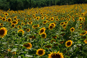 Obraz premium Sunflower field in sunny day