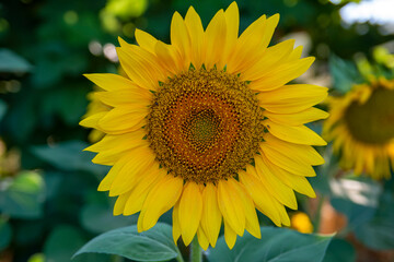 Obraz premium Sunflower field in sunny day