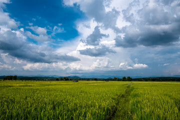 Beautiful rice field producing yellow grains against blue and white cloudy sky background in rainy season.
