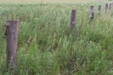 fence posts, lined up along, vintage wooden fence posts, in the grass. Natural background
