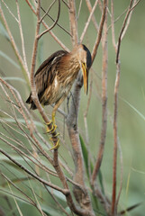 Yellow Bittern looking down, Bahrain