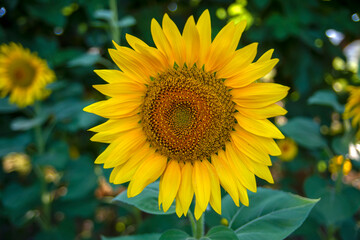 Fototapeta premium Sunflower field in sunny day