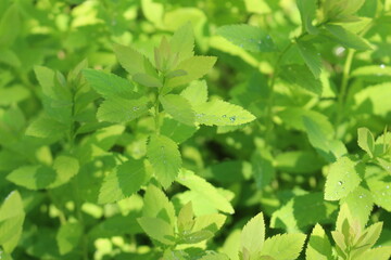 
Raindrops lie on green leaves and shine with a golden and silver sheen.