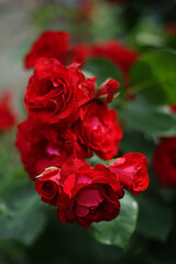 Close up of bunch of red colored roses in garden. A rose is a woody perennial flowering plant of the genus Rosa, in the family Rosaceae.     