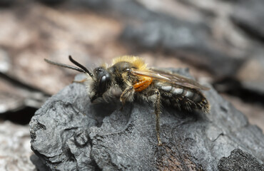 Male bilberry mining bee, Andrena lapponica on burnt pine bark with  the parasitic larvae of Oil beetle, Meloe violaceus