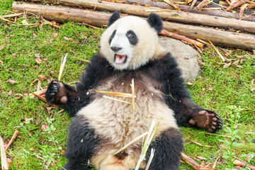 Giant panda holding bamboo and looking at the camera