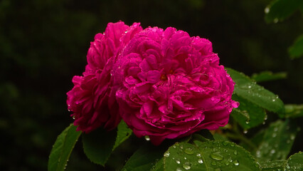 Obraz premium pink rose in garden after rain