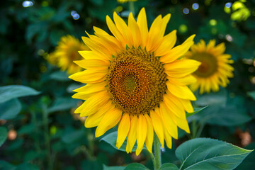Sunflower field in sunny day
