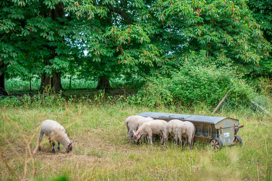 sheep in the field
