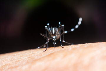 Aedes aegypti is sucking on human blood. Aedes aegypti or the yellow fever mosquito is a mosquito that can spread dengue fever and other disease agents.