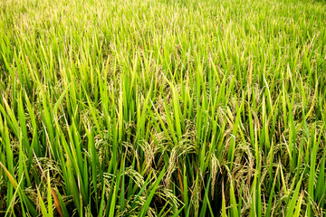 Close-up of yellow ear of rice in green rice paddy in rainy season.
