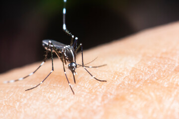 Aedes aegypti is sucking on human blood. Aedes aegypti or the yellow fever mosquito is a mosquito that can spread dengue fever and other disease agents.