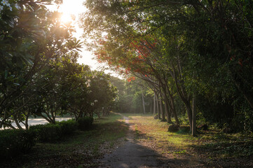 Garden with sunlight shining on backyard at evening