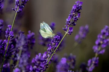 Foto op Canvas lavande papillon © ludovic