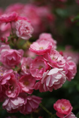 Close up of bunch of  pink colored roses in garden. A rose is a woody perennial flowering plant of the genus Rosa, in the family Rosaceae.       