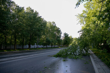 Many fallen trees on the highway after a summer storm