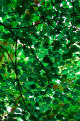 Obraz premium green leaves background