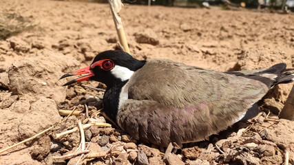 Red wattled lapwing sitting on her eggs 