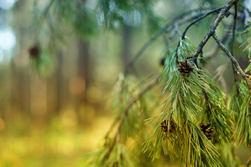 Closeup photo of green needle pine tree on the right side of picture. Small pine cones at the end of branches. Blurred forest in background