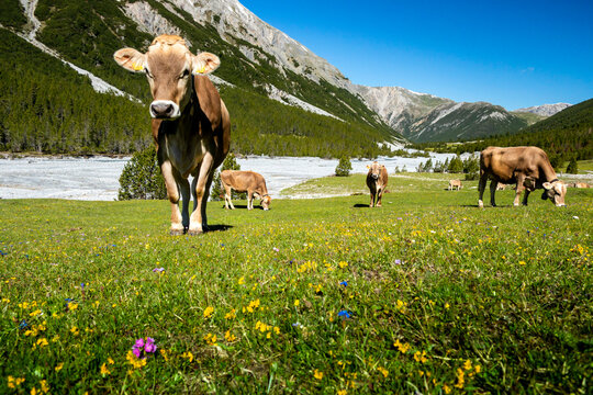 K&uuml;he im wild-romantischen Val Mora