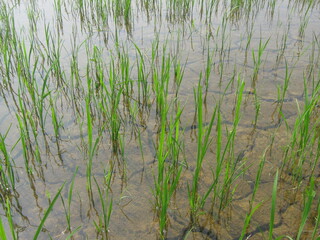 paddy grass in water