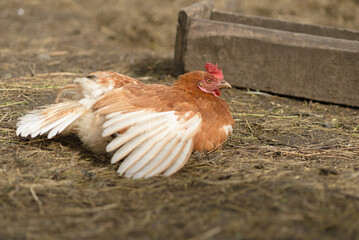 A brown hen lies basking in the sun. Rural suburban life.