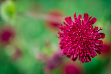 close up of a pink flower
