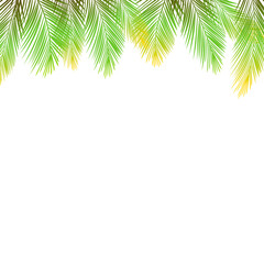 Border of palms branches on isolated on white background. Realistic tree palms. Vector