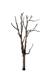 Dead trees in the natural white background