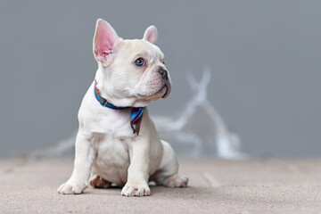 Small cream white colored French Bulldog dog puppy with big blue eyes wearing a bow tie sitting in...