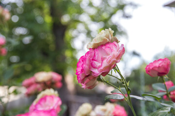 pink magnolia flowers in spring