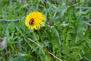 A bee in a yellow flower. The insect on the dandelion flower.