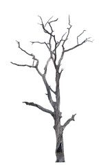 Dead trees in the natural white background