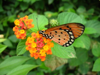 orange butterfly on flowers
