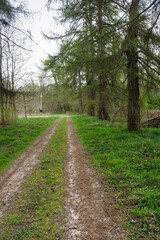 Country road in the spring forest. Forest paths for sports.