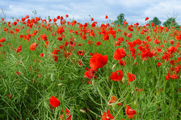 Flowers poppies in the meadow. Blooming green plants. Floral background.