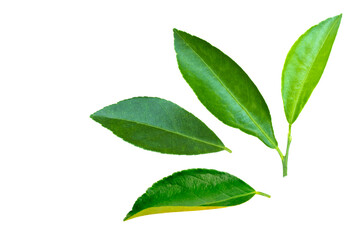 Green citrus leaves isolated on white background. Top view. flat lay.