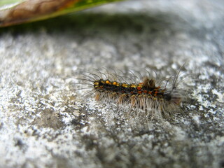 close up of a caterpillar