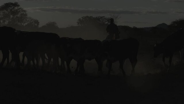 Herd of dairy cattle in beautiful sunset on Brazilian farm. Silhouette image