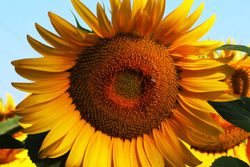 Fototapeta premium Fiore di girasole