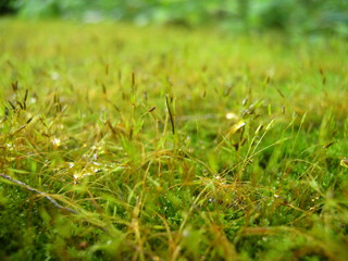 green grass background