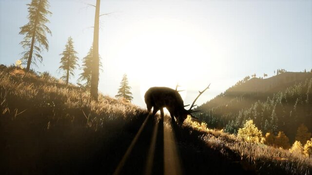 deer male in mountain forest at sunset