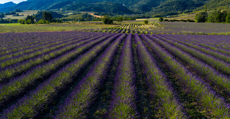 Provence in France, lavender field