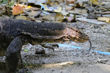 Gros Plan sur la tête d'un varan sur l'île de Kho Rok au sud de la Thaïlande.